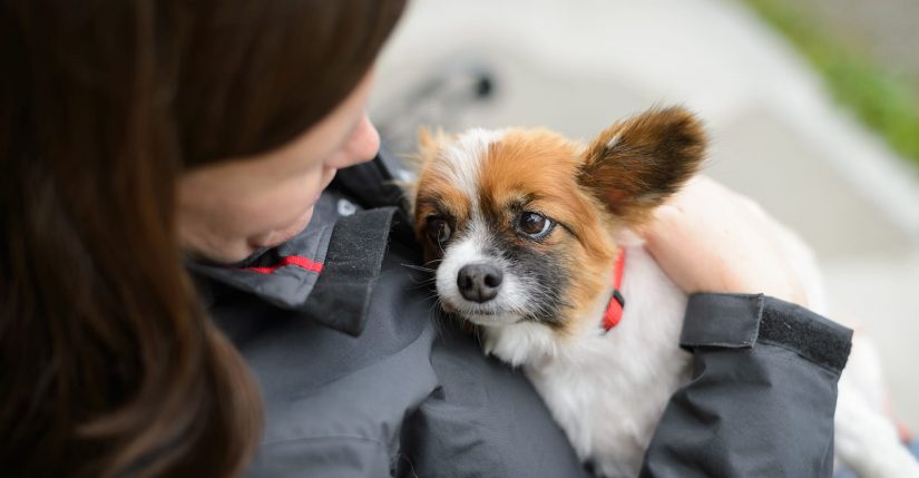 Cute puppy dog being held and cuddled by girl