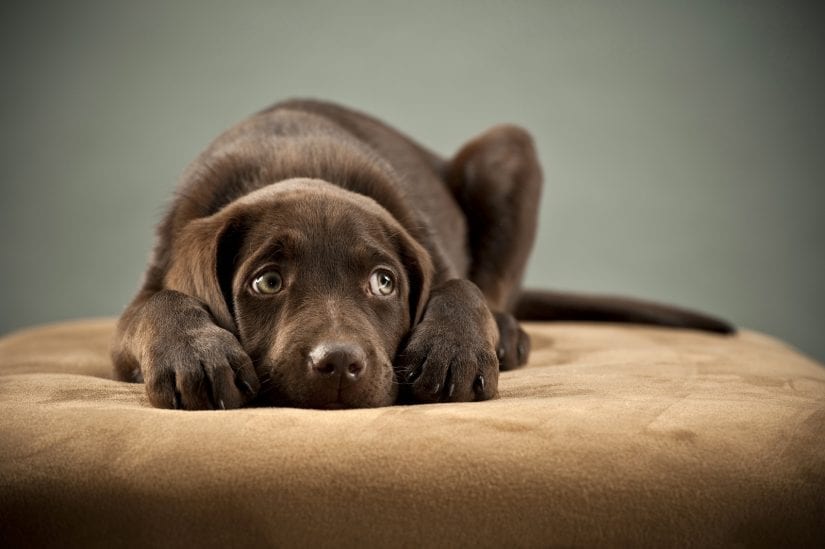 Puppy blocking its ears and looking away