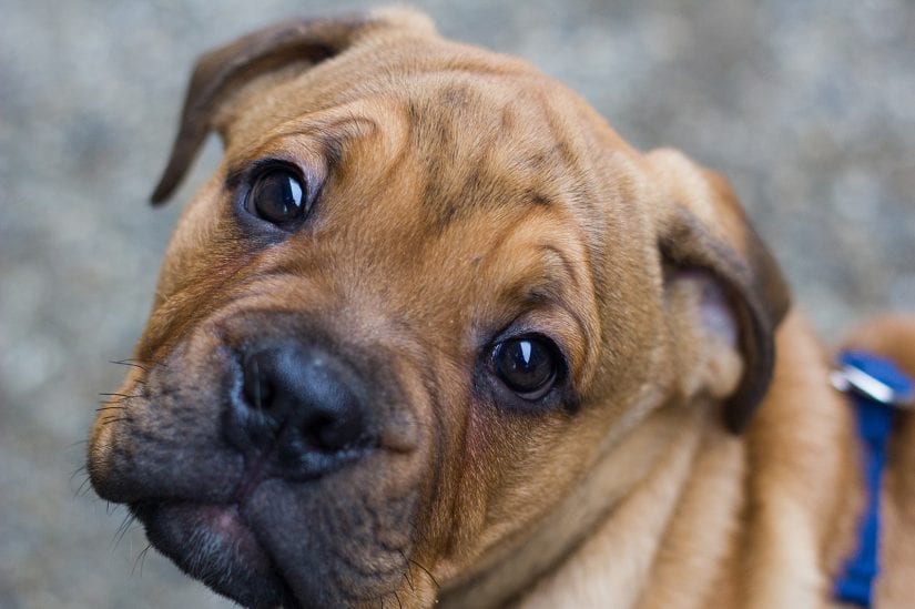 Cute wrinkled puppy dog giving puppy eyes