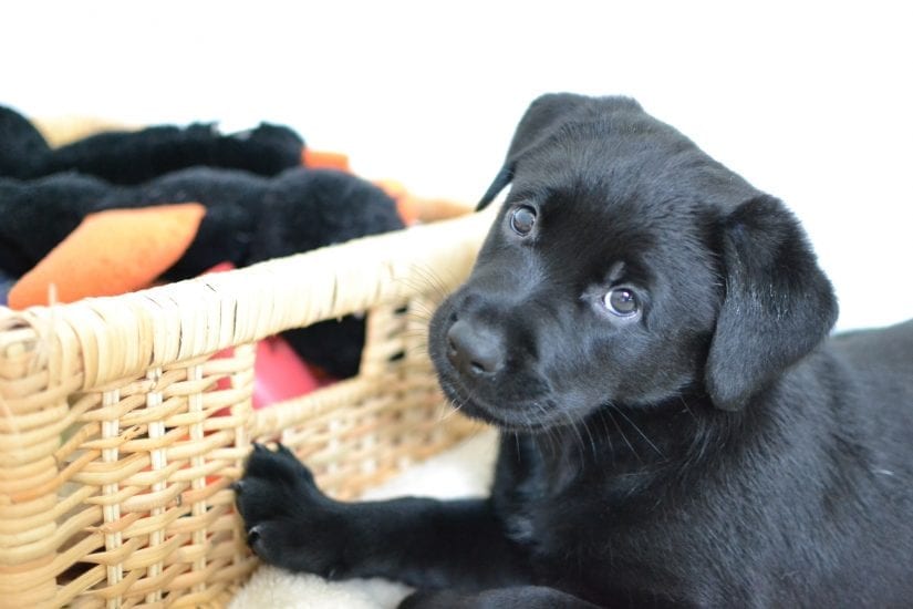 Curious cute black puppy dog lying on carpet indoors next to a basket
