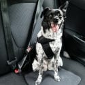 Dog With Sticking Out Tongue Sitting In A Car Seat