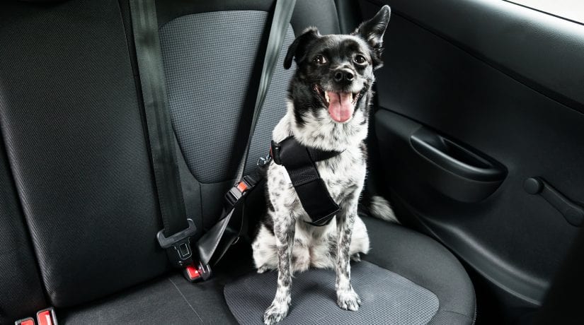 Happy dog sitting in car restrained with seatbelt