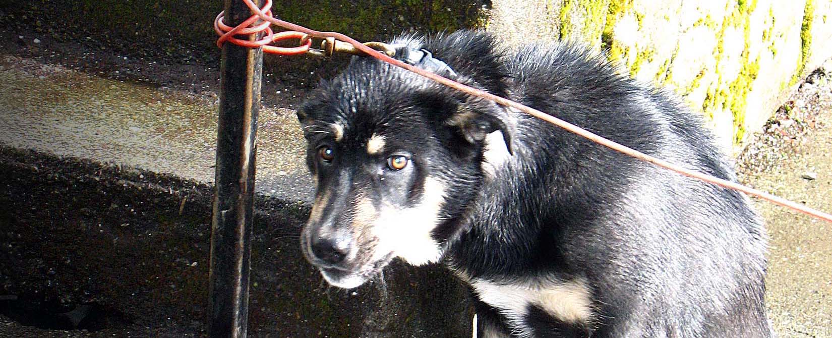 Sad chained scared dog in someone's backyard