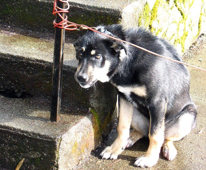 Sad chained scared dog in someone's backyard