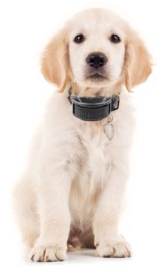 do dog trainers use shock collars