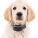 Sad golden retriever puppy wearing shock collar