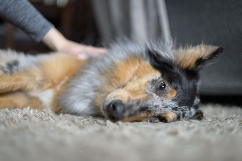 Tired and sleepy dog lying down on their side on carpet being pet by person