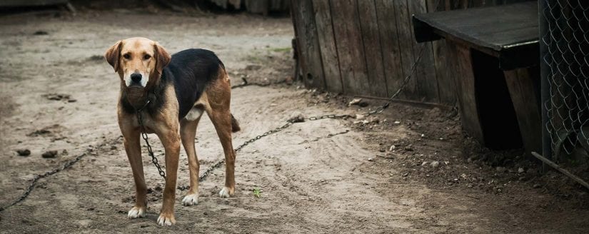 Sad dog, alone and tethered with a chain outdoors