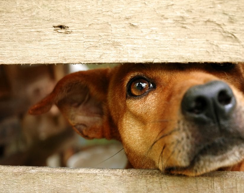 Sad dog outdoors looking through the hole of a fence