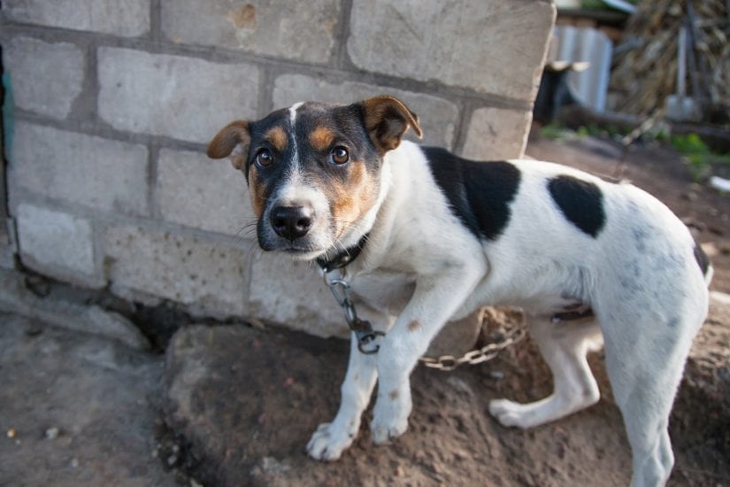 Sad dog outdoors tethered on a chain