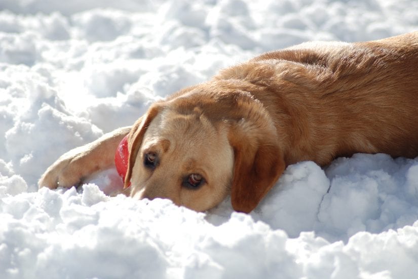 Sad dog lying down outdoors in the snow