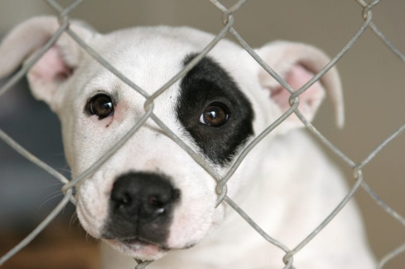 Puppy dog looking sad behind a gate cage