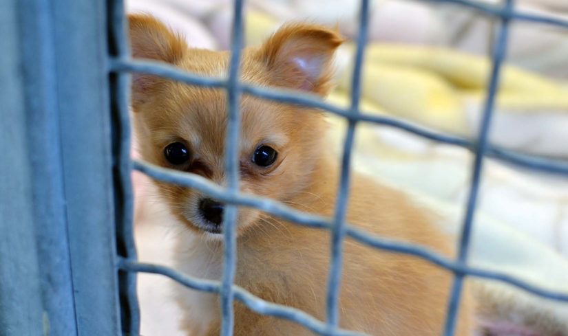 Sad puppy in cage