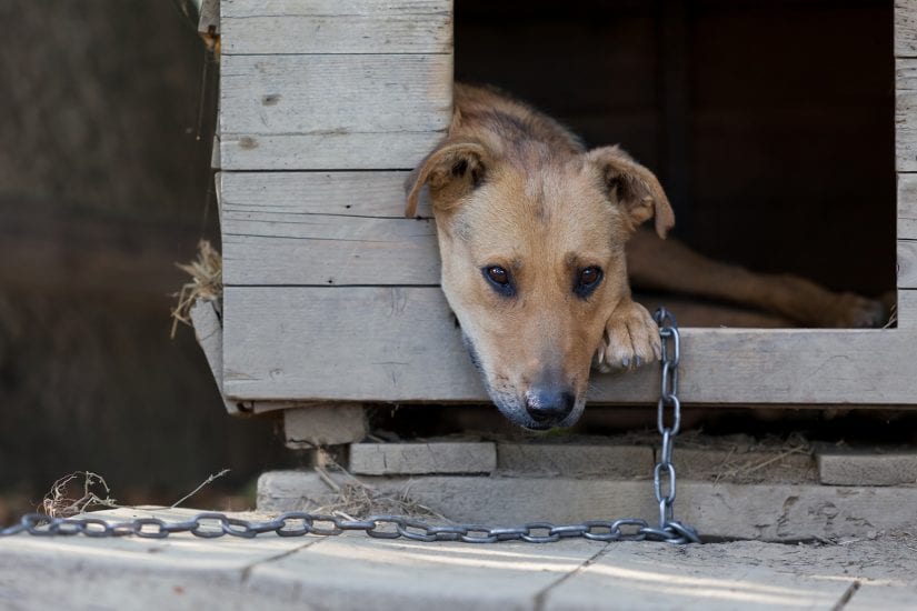 Sad tethered up dog on a chain in a wooden kennel