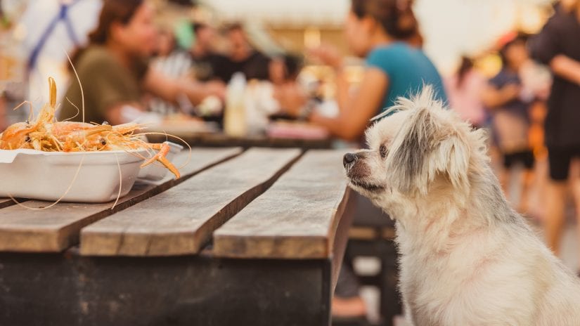 Dog staring at food on a picnic table