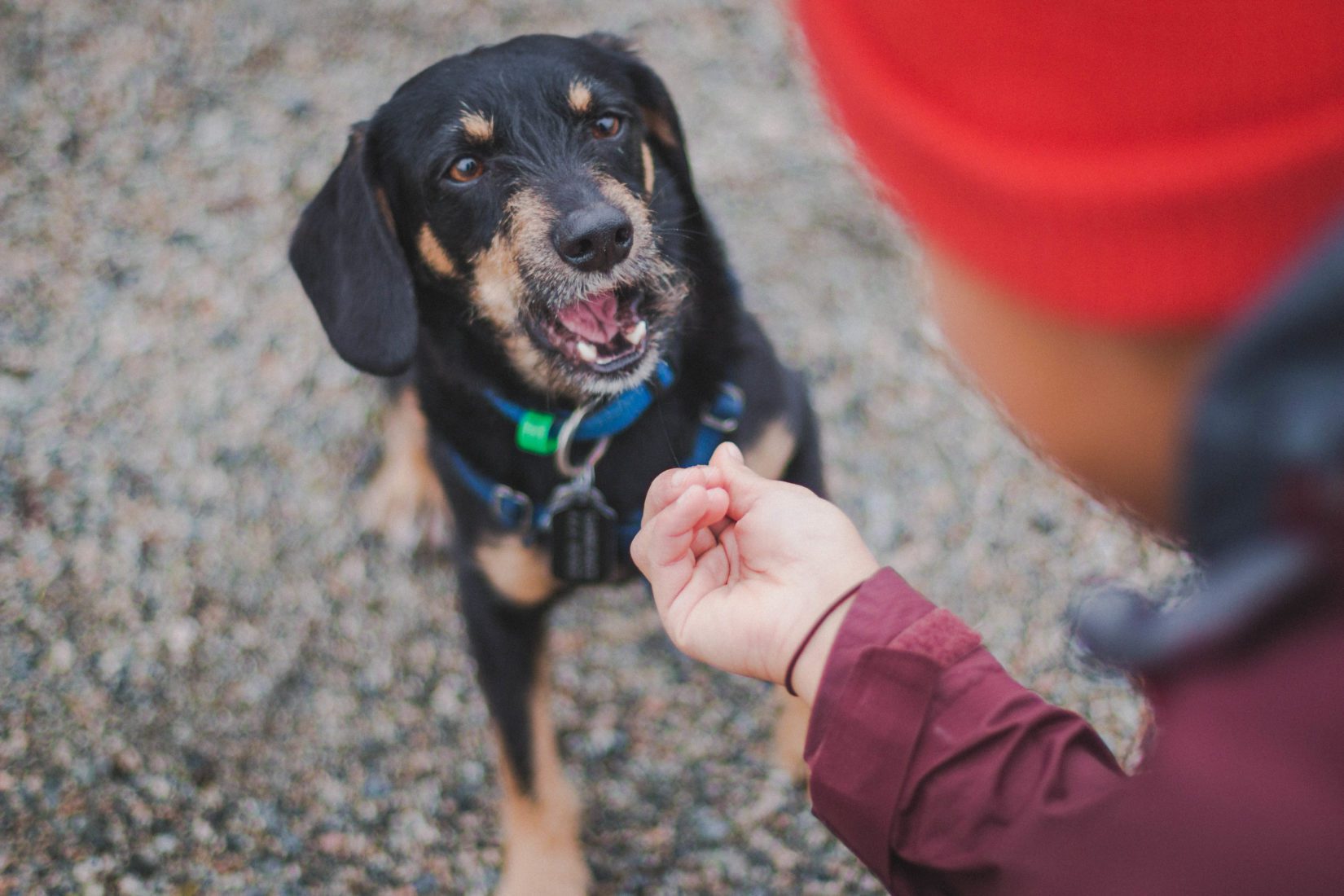 Dog training