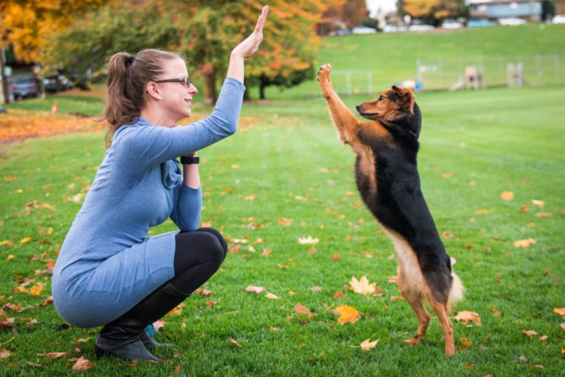 Dog training