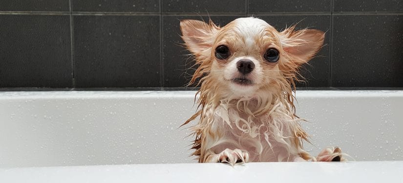 https://b1157417.smushcdn.com/1157417/wp-content/uploads/dog-small-cute-chihuahua-in-bath-825x375.jpg?lossy=1&strip=1&webp=0