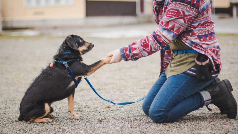 Dog training