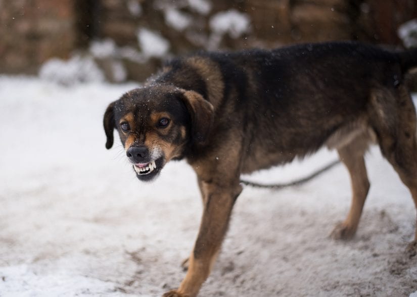 Angry tethered up dog in the snow snarling teeth