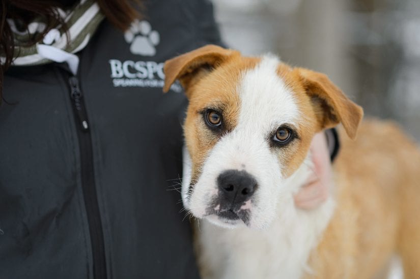 dog with bc spca staff