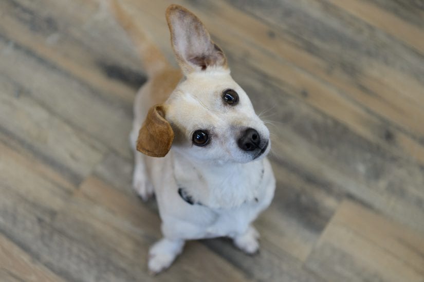 dog tilting head on floor