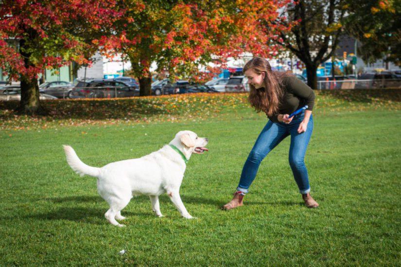 Dog playing