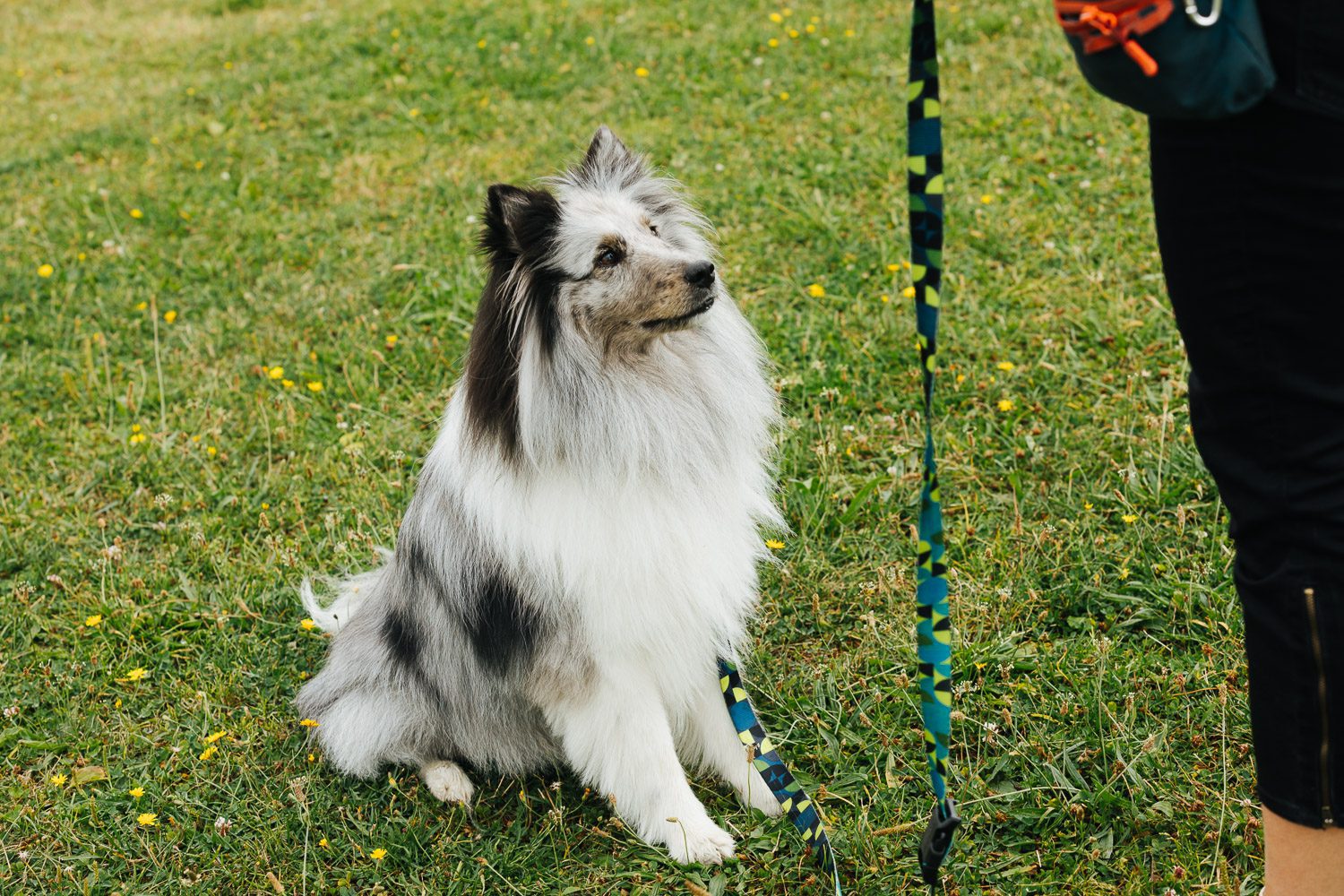 dog sitting waits for treat from trainer