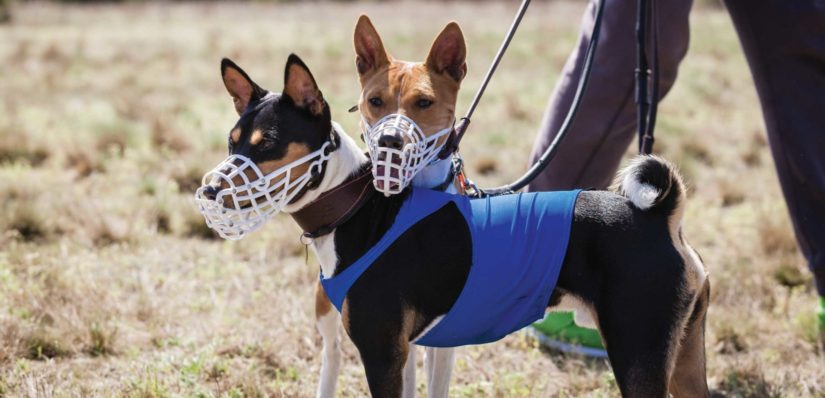 Portrait of Basenji dogs muzzled for a run