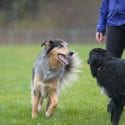 Two dogs playing off leash on a rainy day with a person in a grass park field