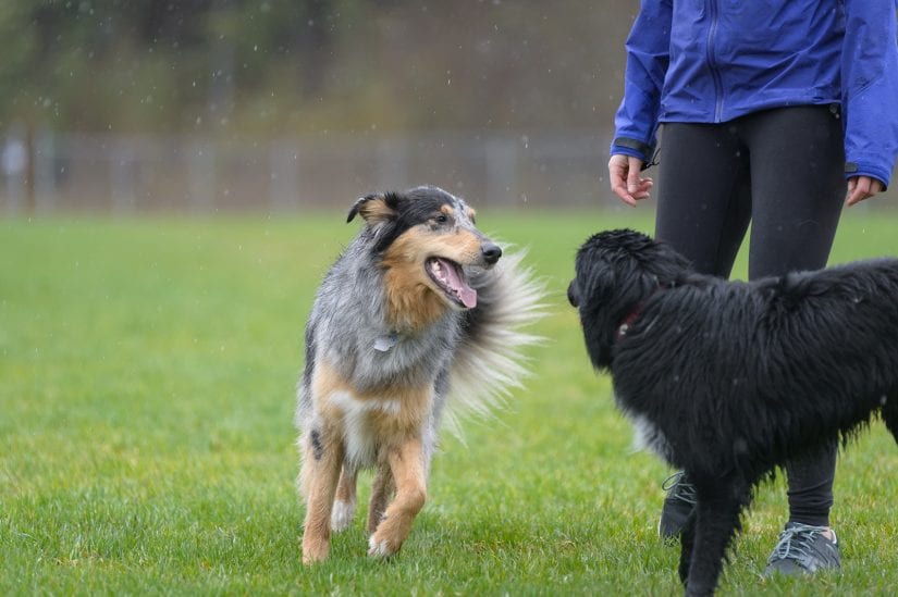 Two dogs playing off leash on a rainy day with a person in a grass park field