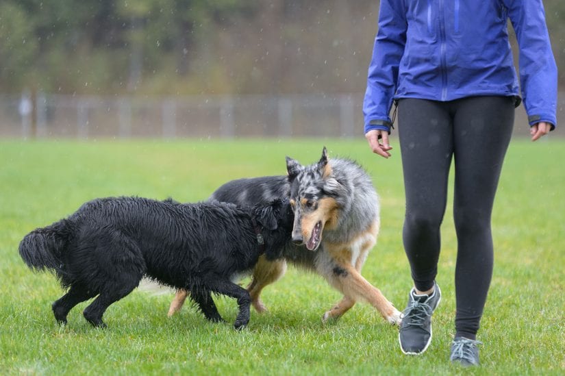 Two dogs playing off leash on a rainy day with a person in a grass park field
