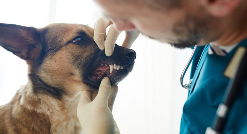 Vet checking teeth of dog during appointment