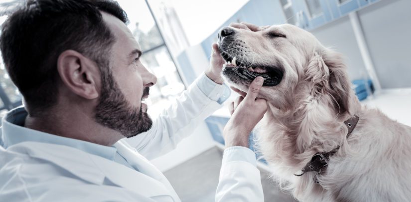 Dog at vet getting teeth checked