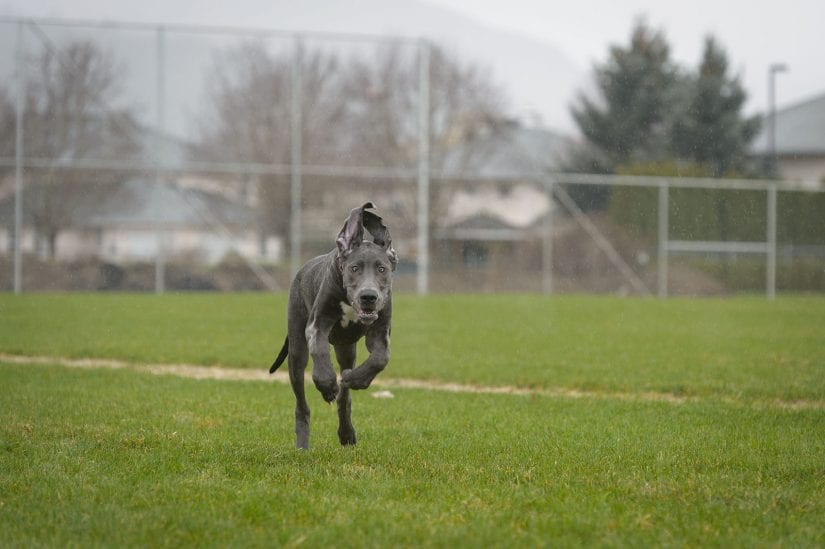 Weimaraner dog running off leash on a grass field