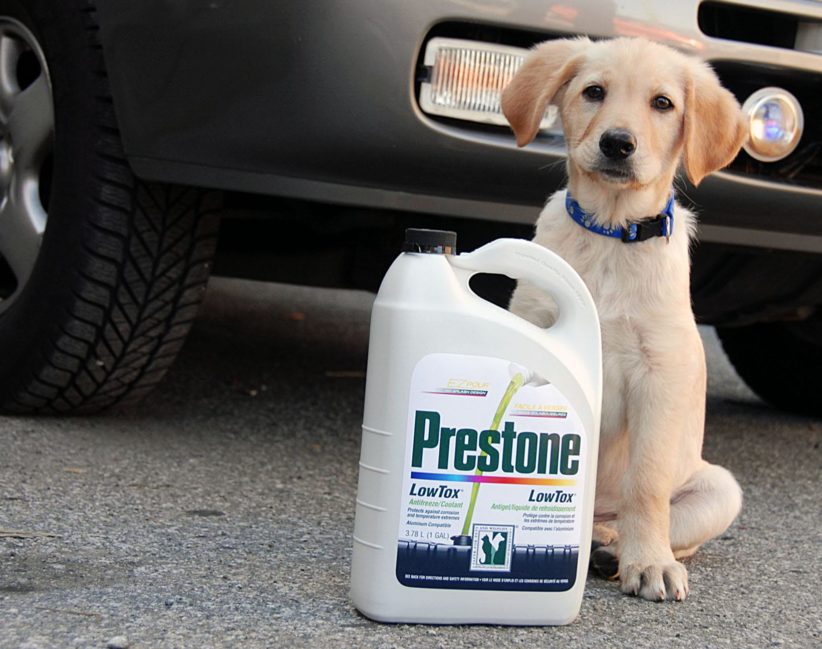 Is antifreeze harmful to animals?