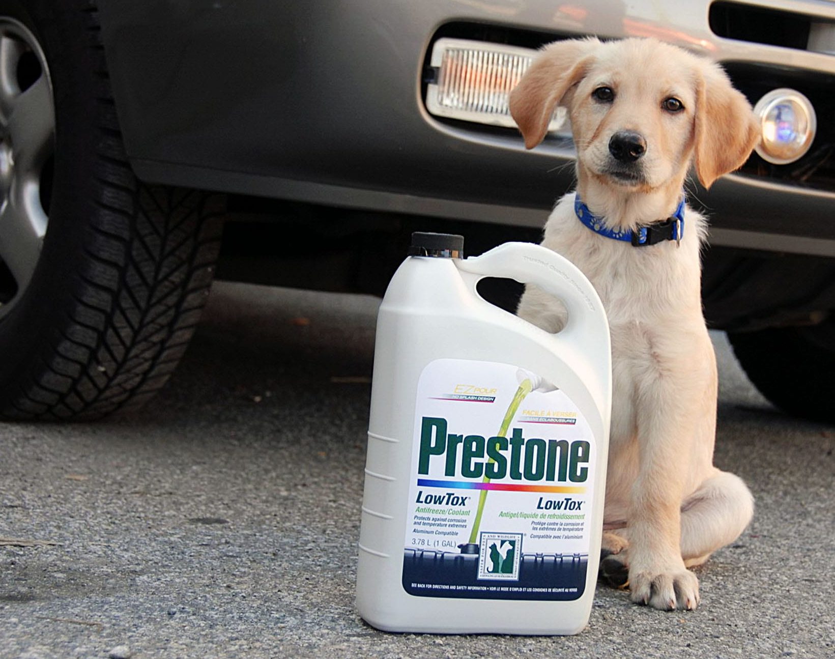 Is antifreeze harmful to animals?
