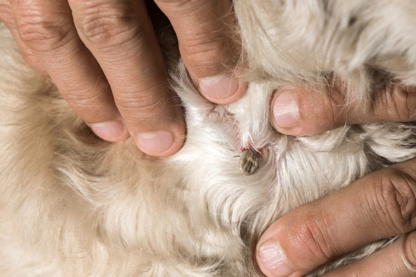 Tick on a dog