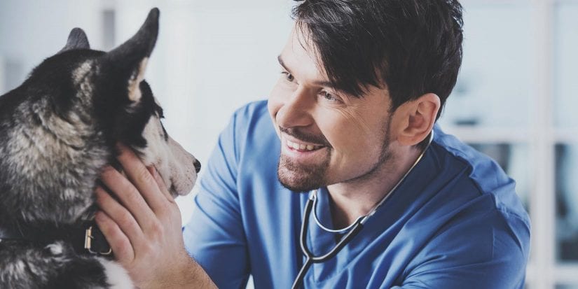 Veterinarian is examining a cute siberian husky at hospital