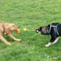 two dogs playing with a tug toy