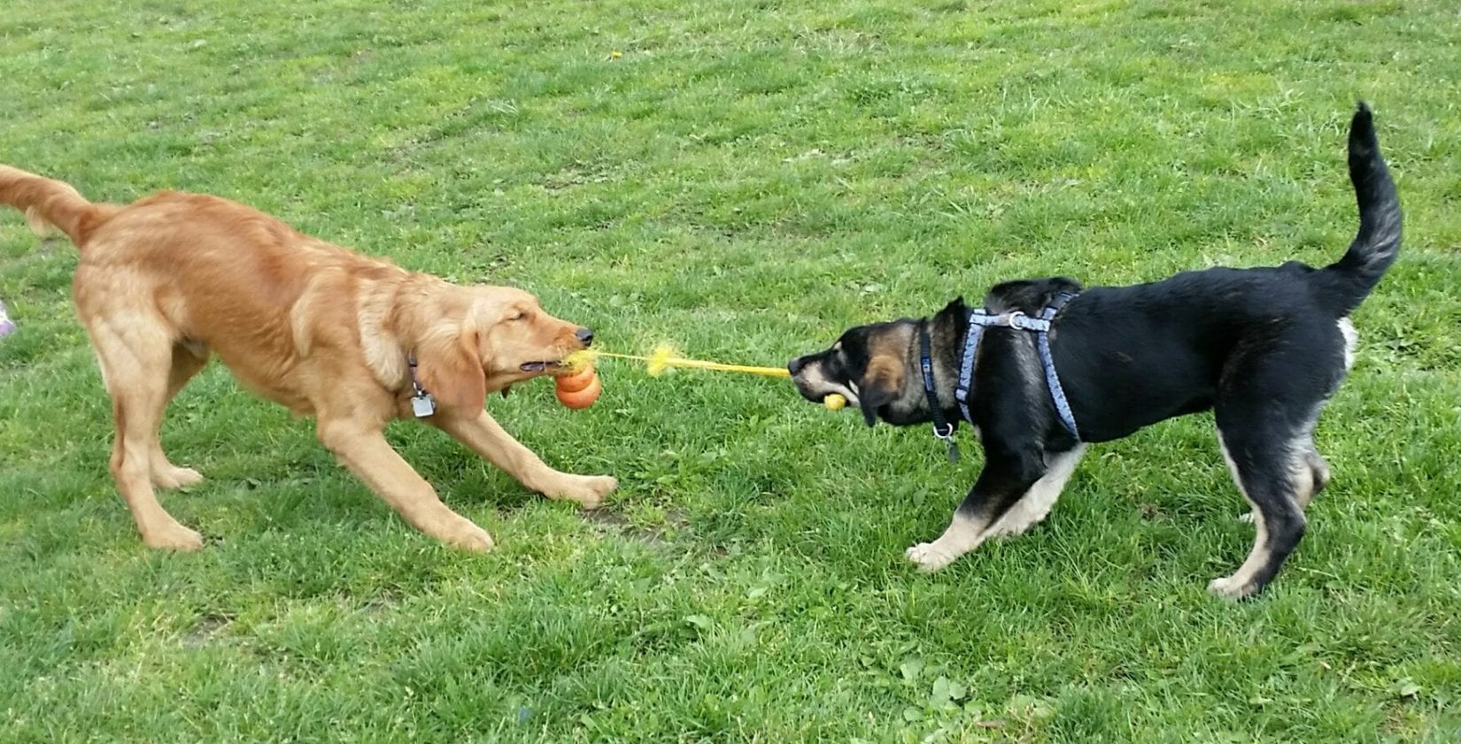 two dogs playing with a tug toy