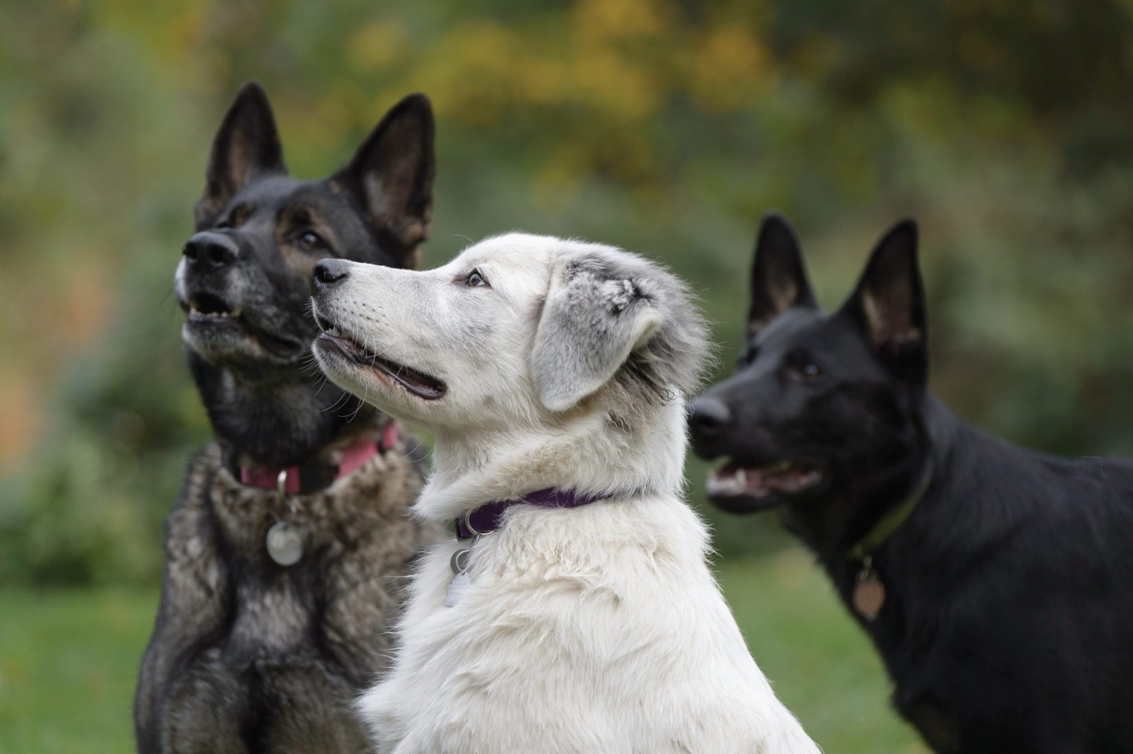 Three dogs outdoors