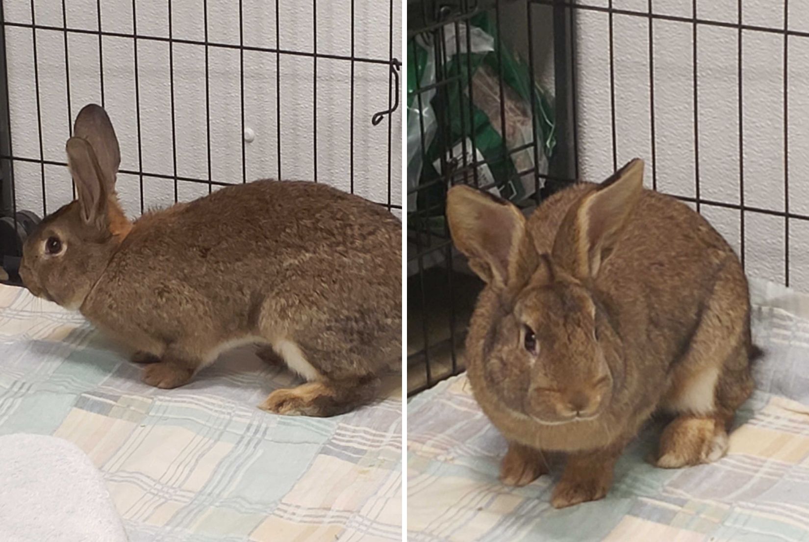 Domestic rabbit at animal shelter