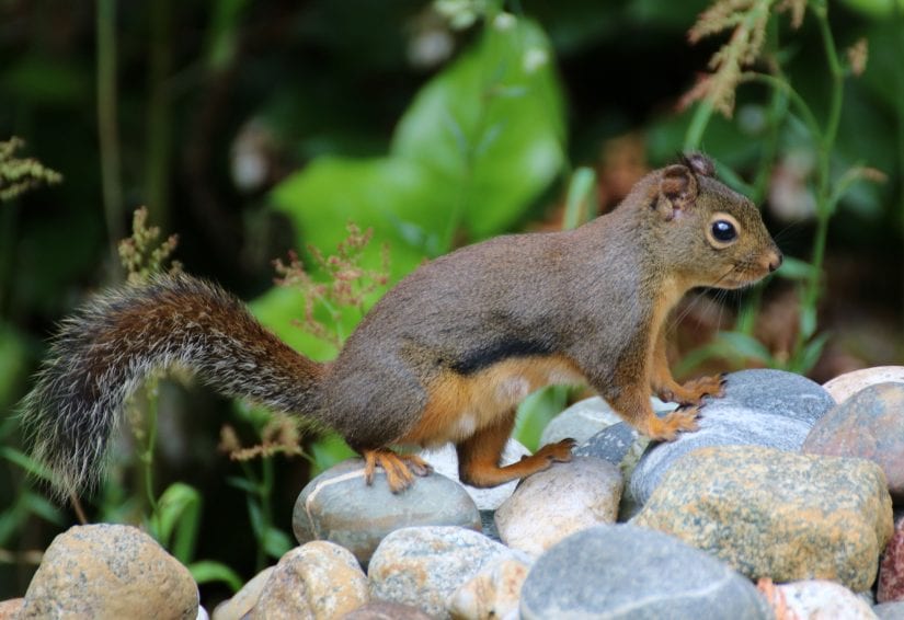 Douglas squirrel standing on rocks
