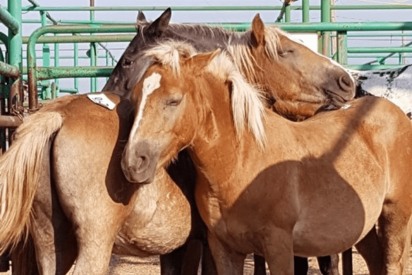 ban the export of live horses for slaughter - horses in a Canadian feedlot wait to be exported