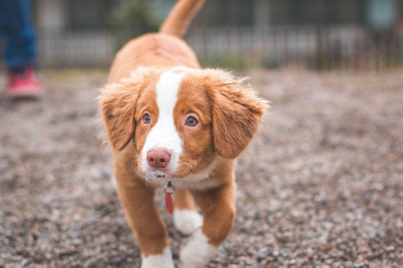 puppy playing outside