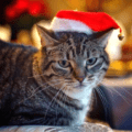 Santa Cat Christmas ecard