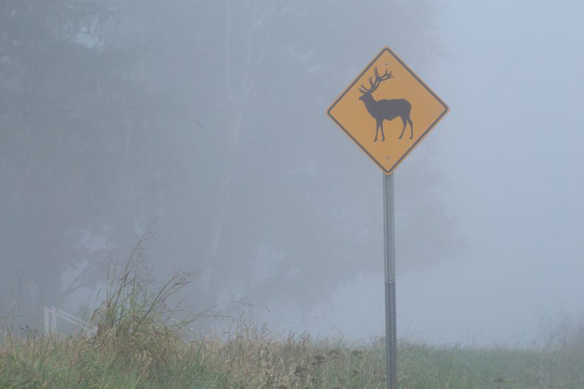 Elk crossing caution sign on a park road on foggy day.