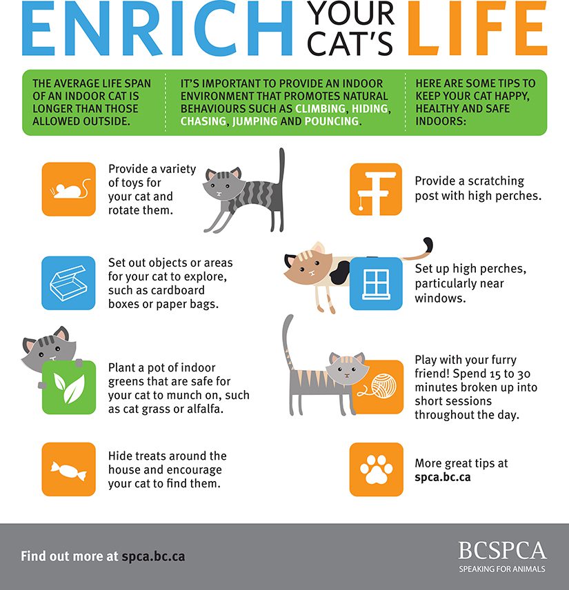 Enrich your cat's life