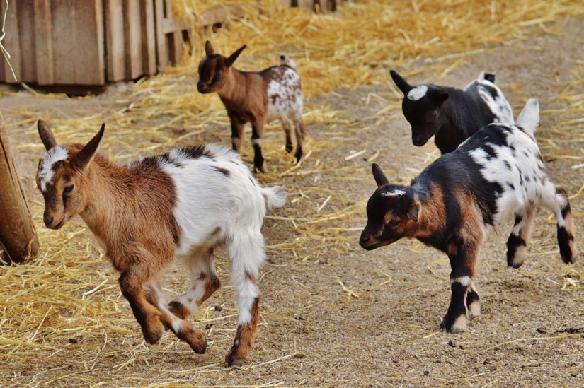 Young goats running and playing in farm yard